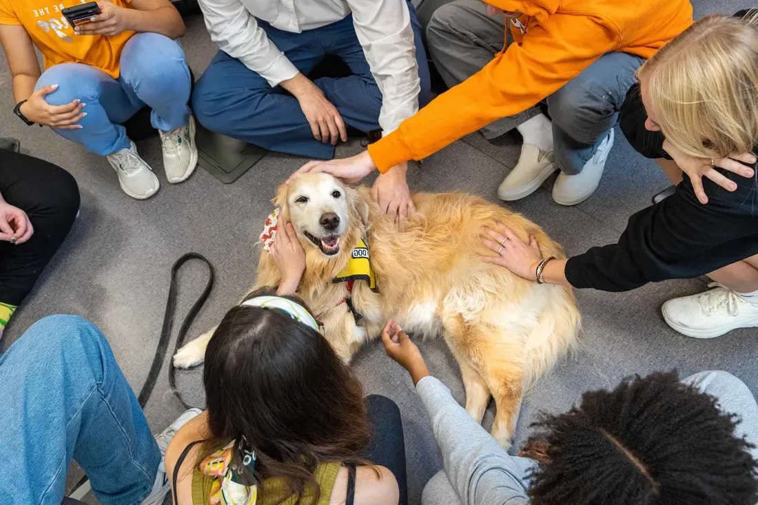 学生们在宠物治疗期间抚摸着一只狗.